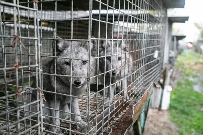 fur farm foxes in cages