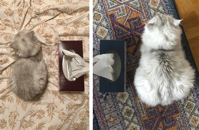 furry kitten six months glow up