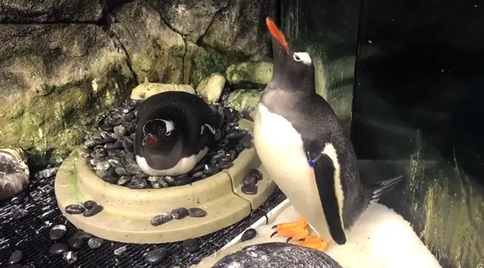 gay penguin couple at sea life sydney aquarium