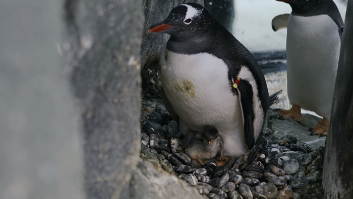 gay penguin couple fostering chicks