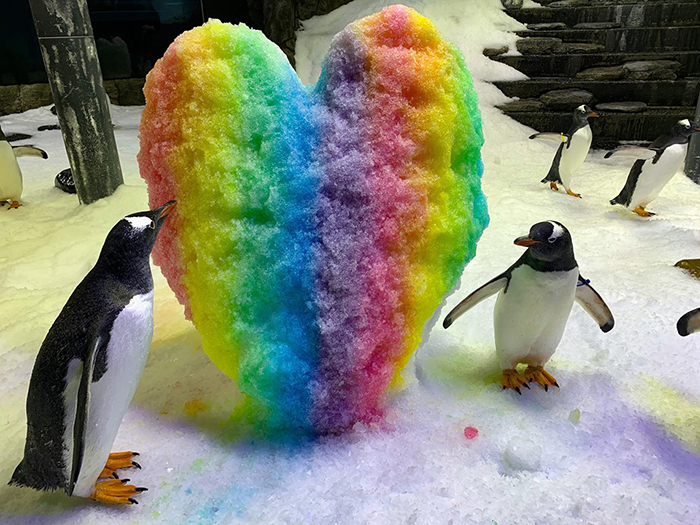 gay penguins sphen and magic