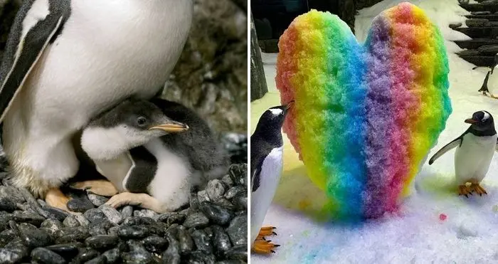 gay penguins