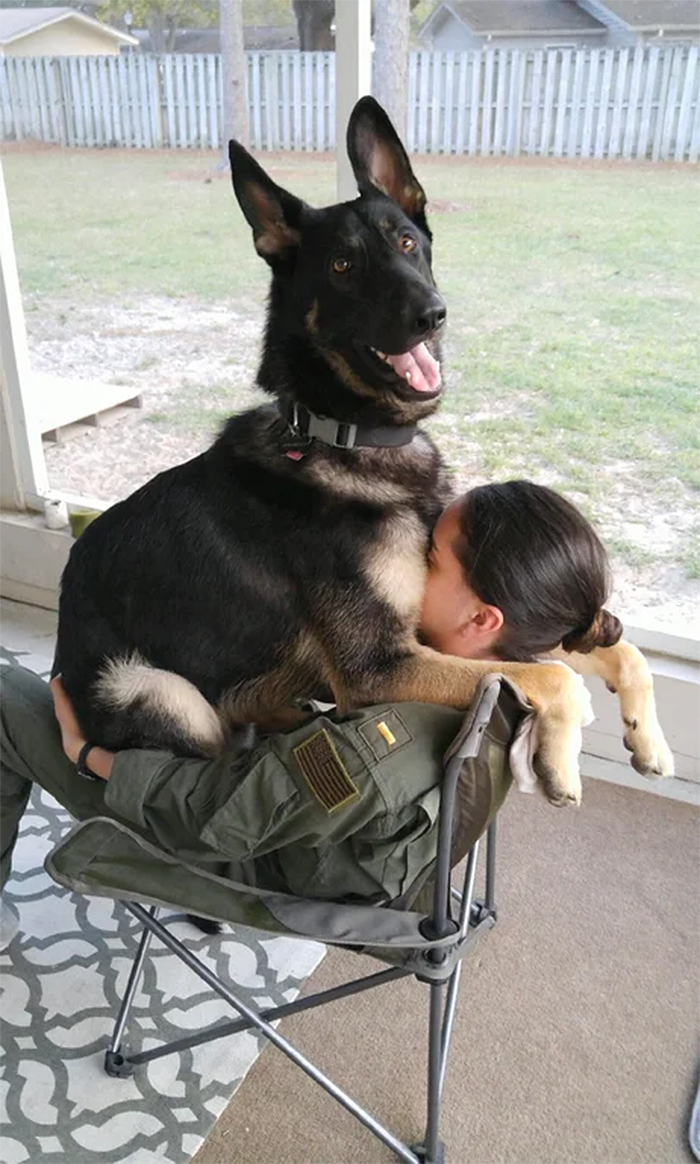 german shepherd thinks he is a puppy