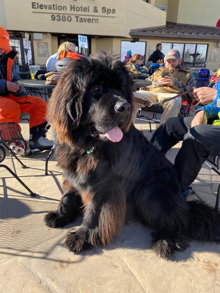 giant canine looks like lion