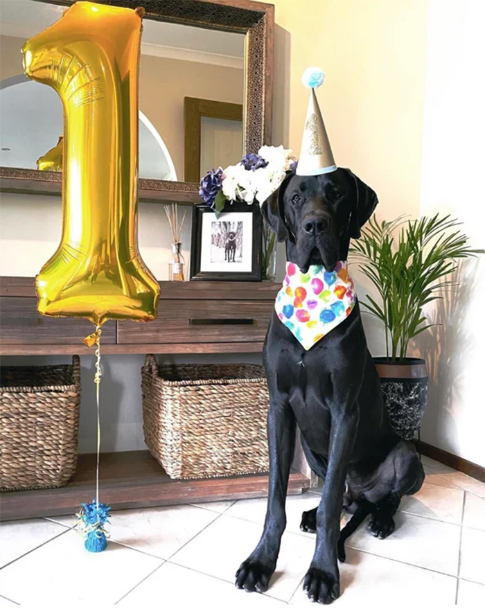 giant dane turns one year old