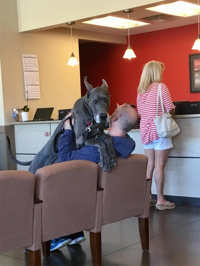 giant doggo afraid of the vet