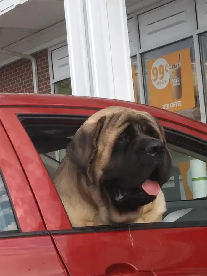giant doggo at the gas station