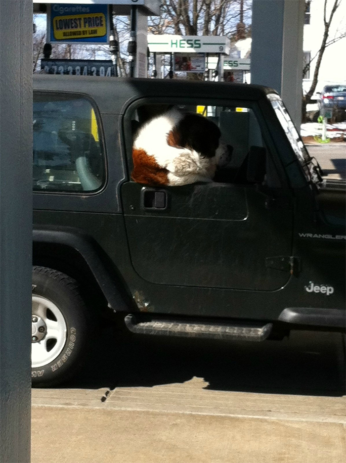 giant doggo in car