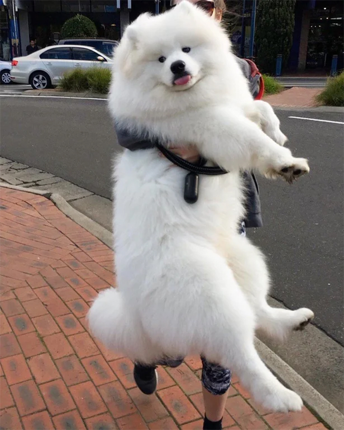 giant fluffball refuses to walk