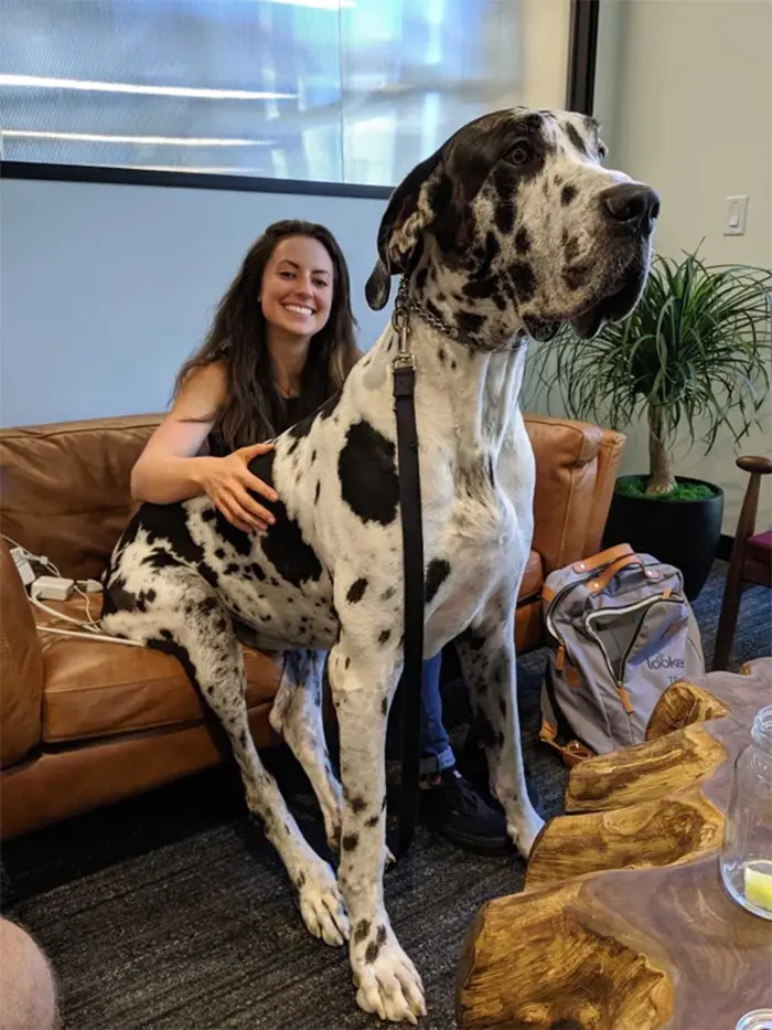 giant friendly canine pets