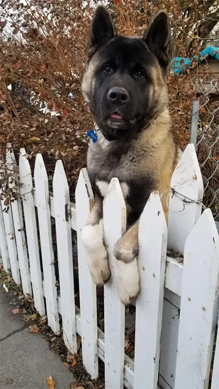 giant puppy greets by the fence