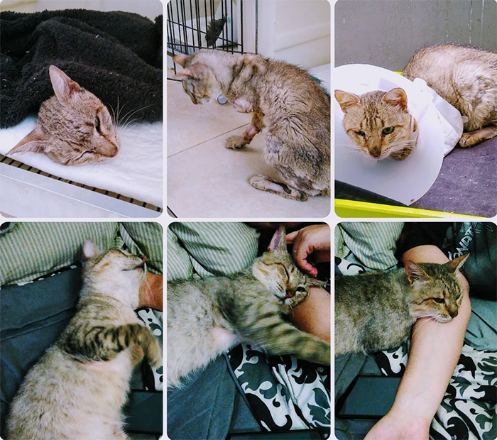 injured cats before and after recovery