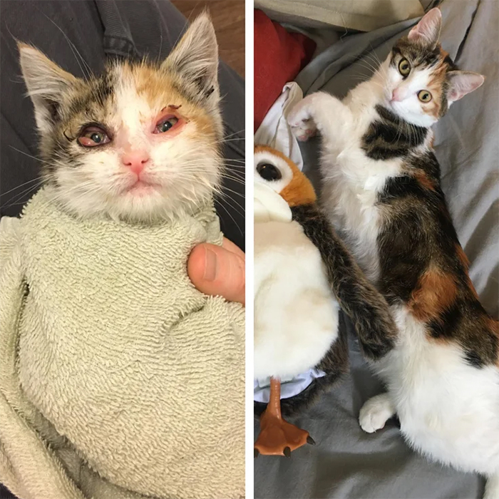 injured kitty saved from the street recovers