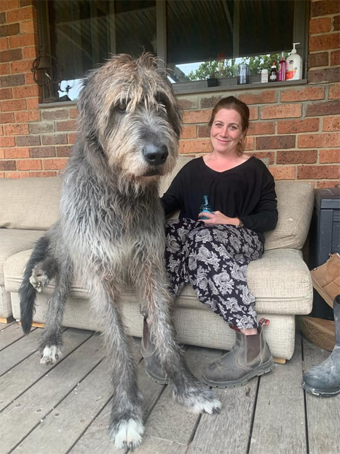 irish wolfhound gentle giant