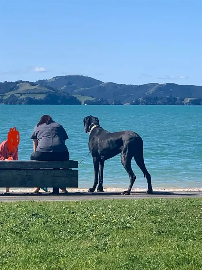 large doggo at the beach