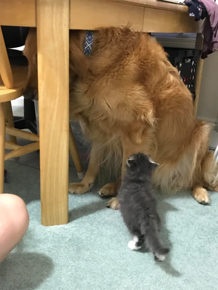 large doggo scared of kitten