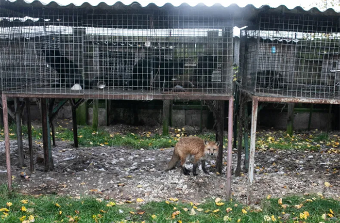 little red fox escaped fur farm