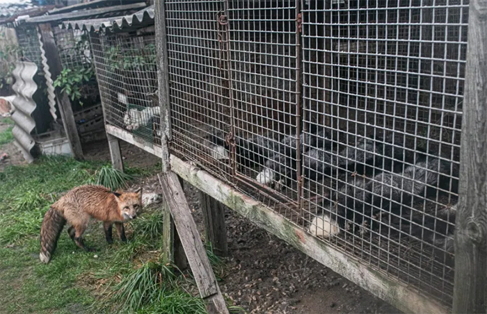 little red fox fur farm