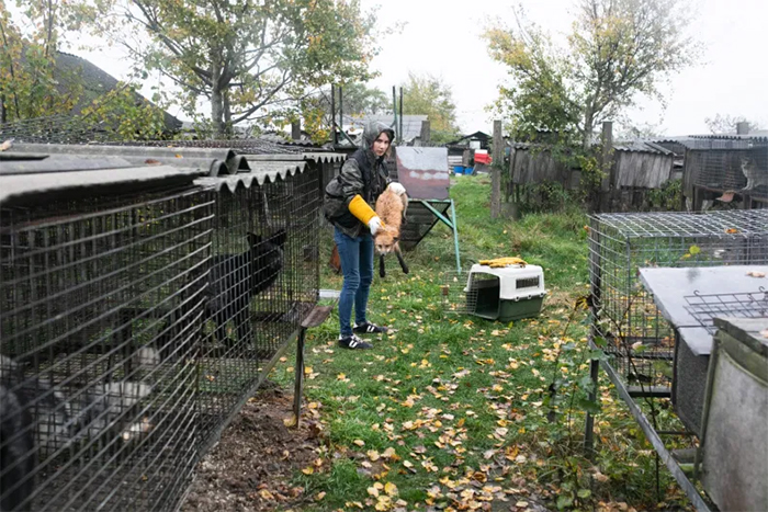 little red fox rescued from fur farm