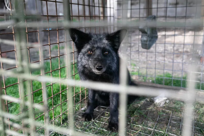 open cages exposed fur farm cruelty