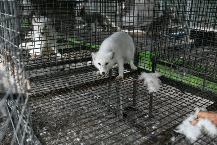 poland fur farm animal cruelty