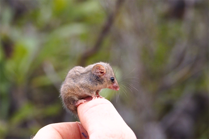 rare pygmy possums australia
