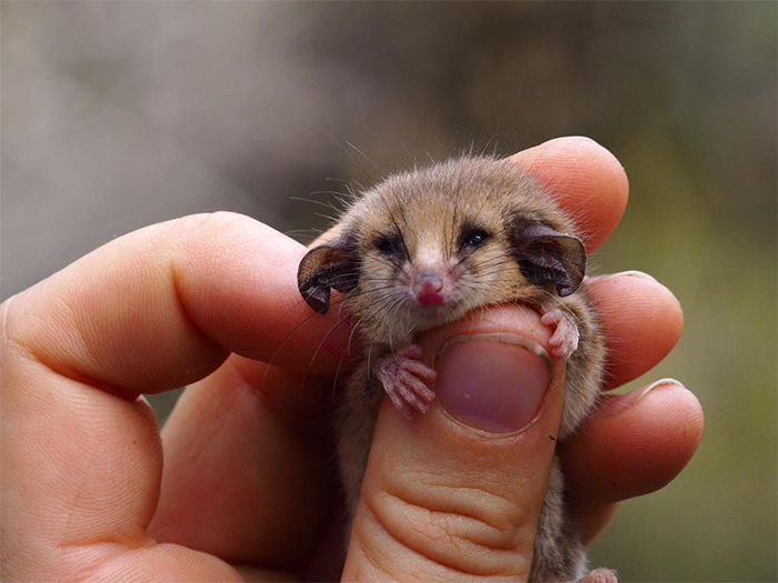 rare pygmy possums rediscovered