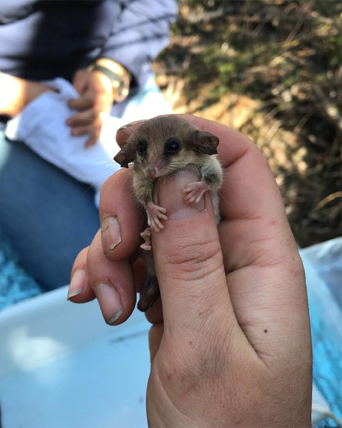 rare pygmy possums species rediscovered