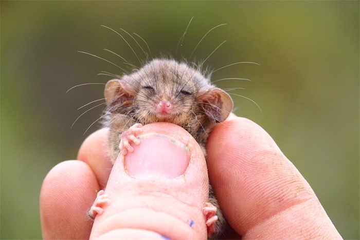 rare pygmy possums survivor australian bushfires