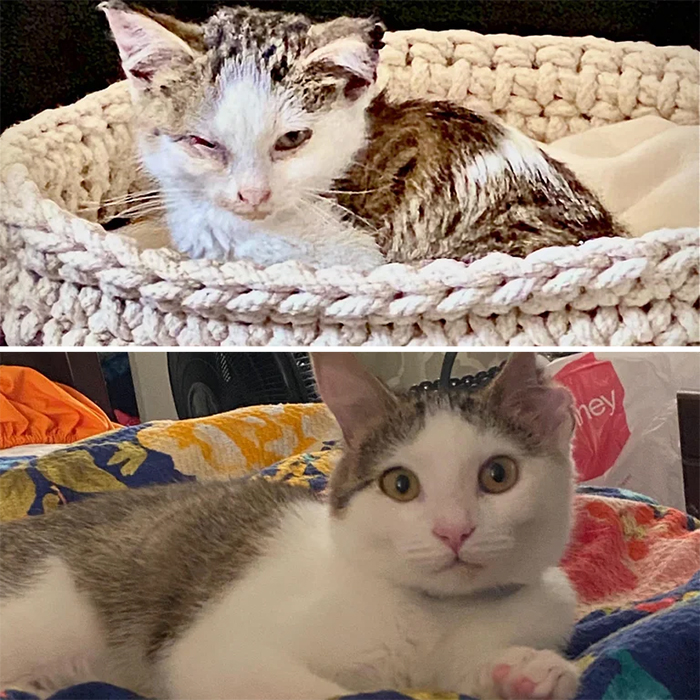 rescue cats before and after adoption