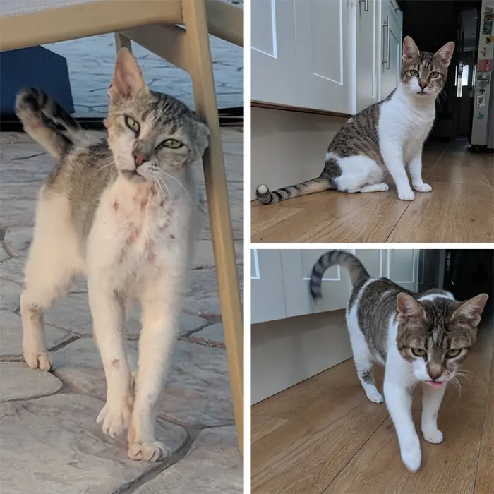 rescue cats before and after photos