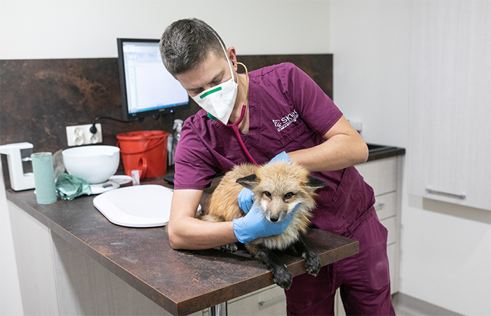 rescue fox vet visit