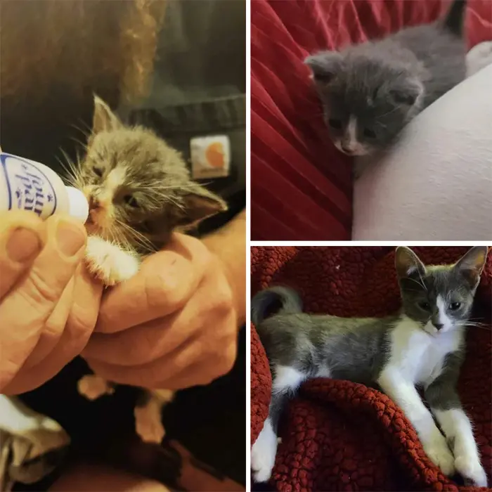 rescue kitten transformation