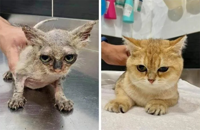 rescue kitten with ringworm then and now