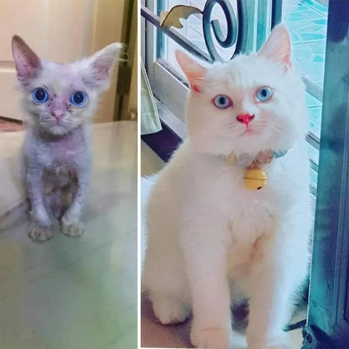 rescue kitty adopted transformation