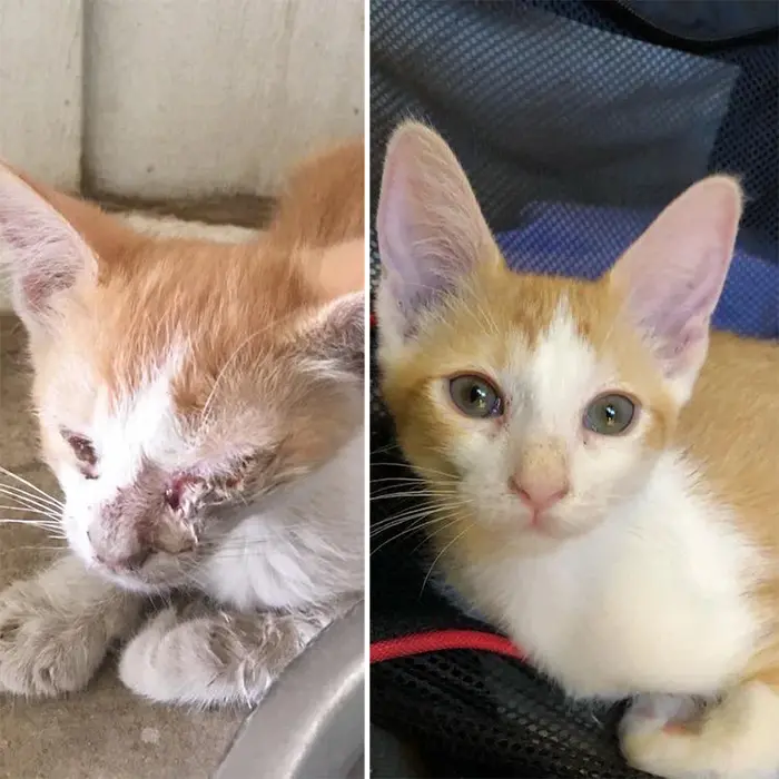 rescue kitty with eye injury recovered