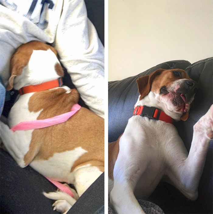 rescue pet transformation from shy to silly