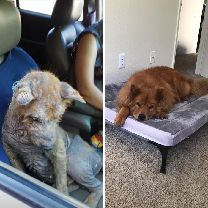 rescue pup transformation