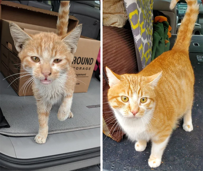 rescued cats before and after adoption