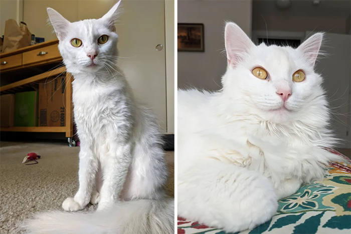 rescued cats before and after photos