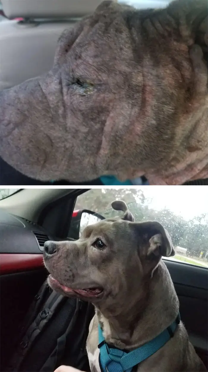 rescued doggo recovers then and now