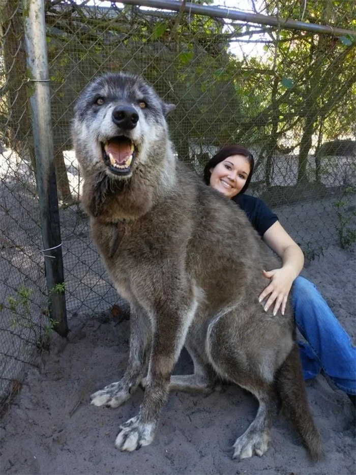 rescued giant wolfdog