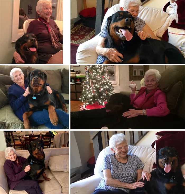 rottweiler lapdog for granny