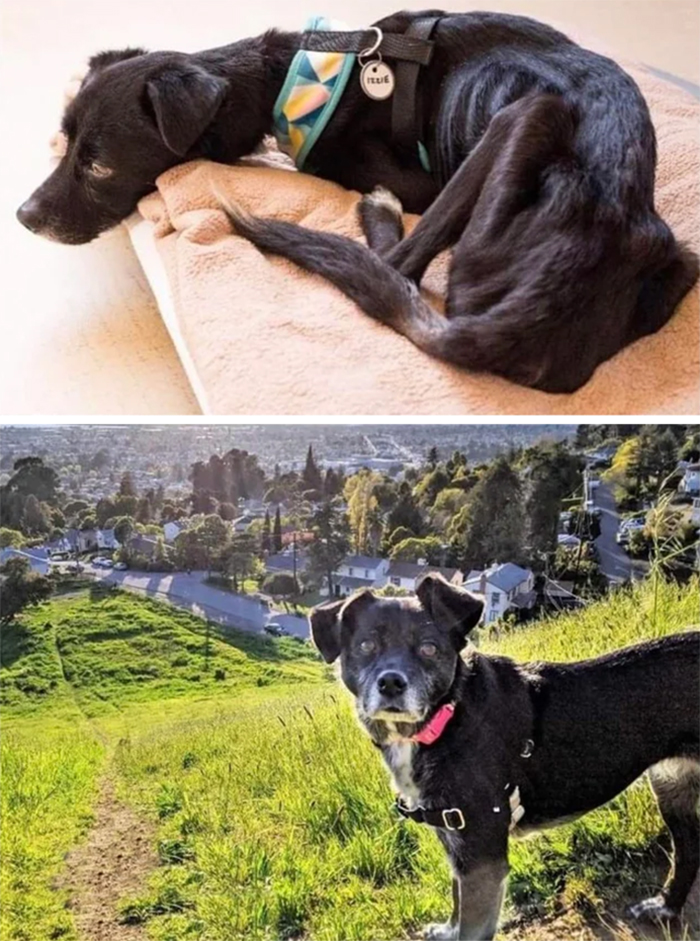 senior rescue doggo before and after adoption