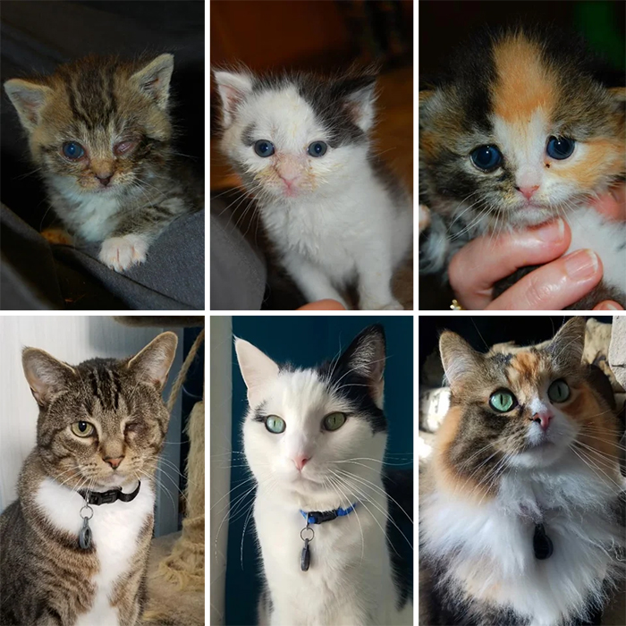 shelter cats before and after adoption