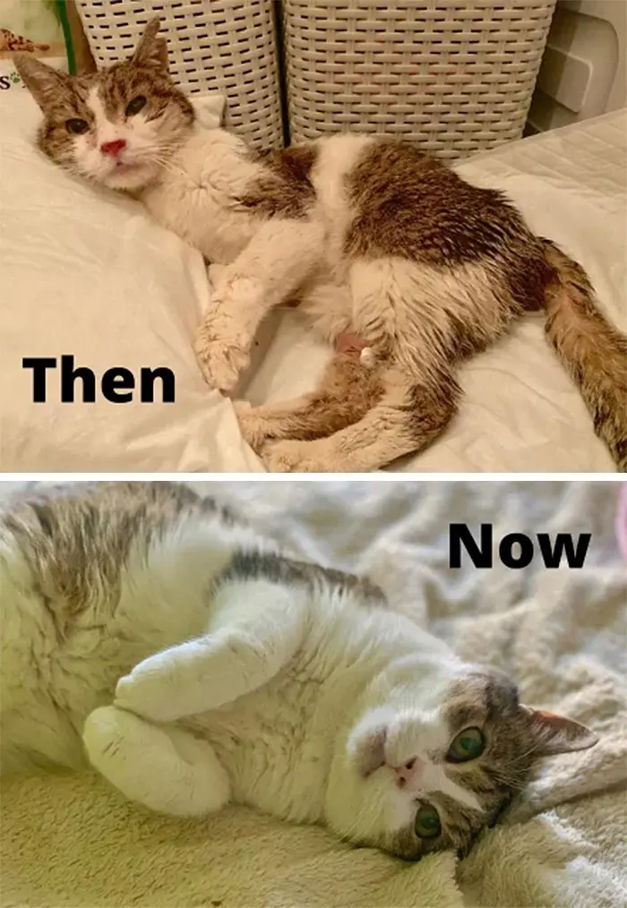 shelter cats before and after photos