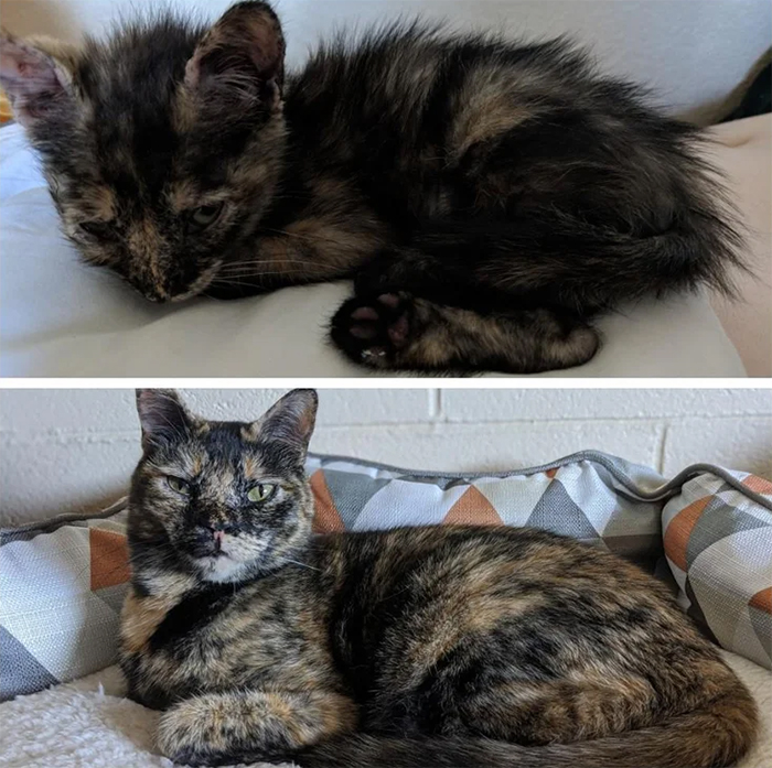 shelter kittens adopted then and now