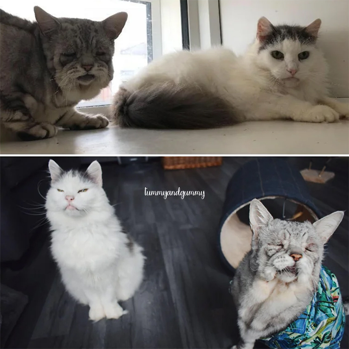 shelter kitties adopted