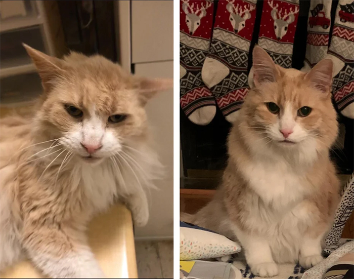 sickly shelter cats before and after adoption