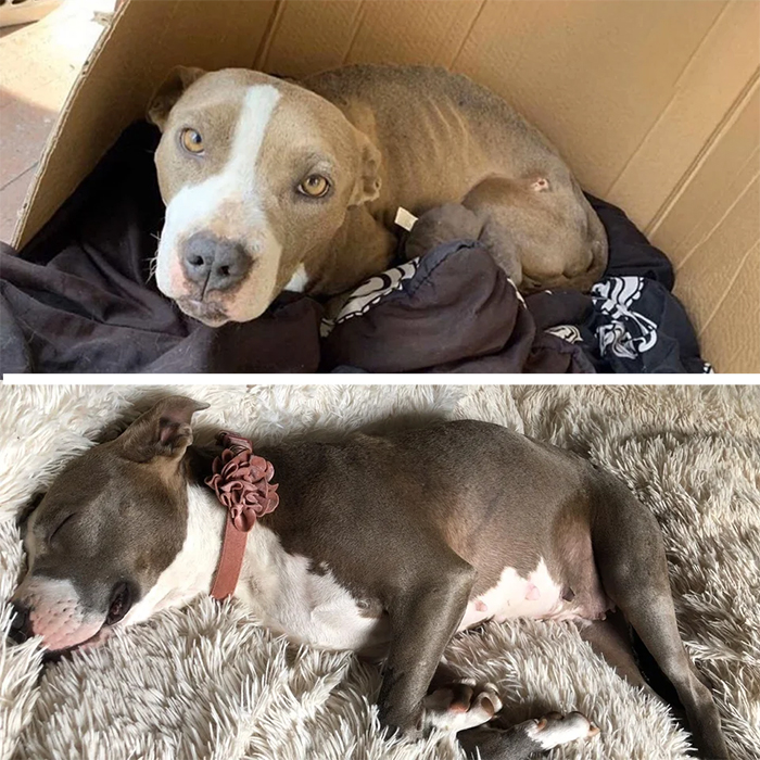 skinny foster pup transformation